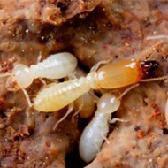 氣溫升雨水多，白蟻進入高發(fā)期